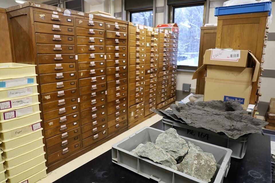 収蔵室の引き出しには数多くの化石が詰まっている