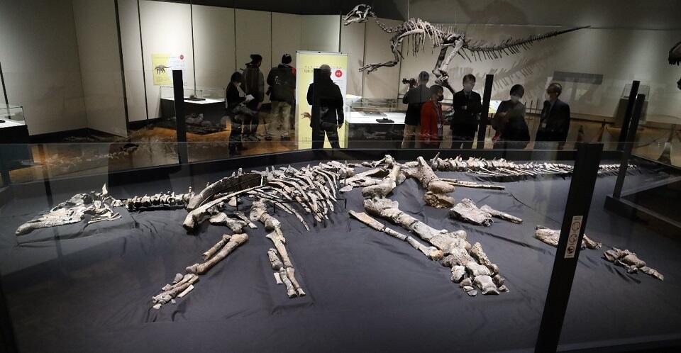 普段はむかわ町穂別博物館に収蔵されているカムイサウルスの全身骨格標本（実物）。