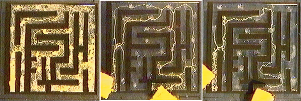 粘菌が迷路を解く様子