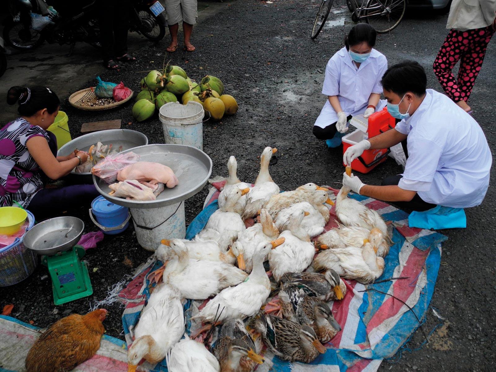 ベトナムの生きた鳥を扱う市場を調査する研究員