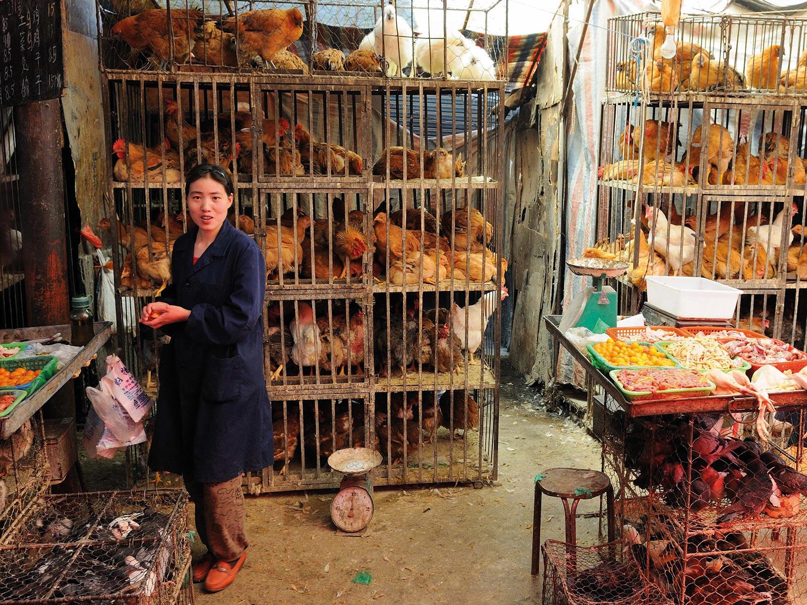 鳥インフルエンザ封じ込めに向けての障害は、生きた鳥を販売するアジアでの市場の衛生状態の改善の難しさだ（中国青海省西寧市のニワトリ市場にて撮影）