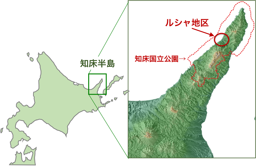 世界遺産であり自然保護区でもある知床は、世界でも屈指のヒグマの生息密度を誇る