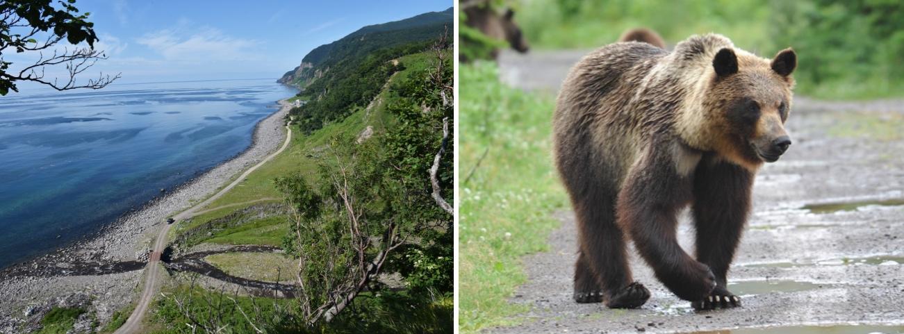 知床国立公園ルシャ地区の風景（左）とヒグマ（右） 撮影：山中正実
