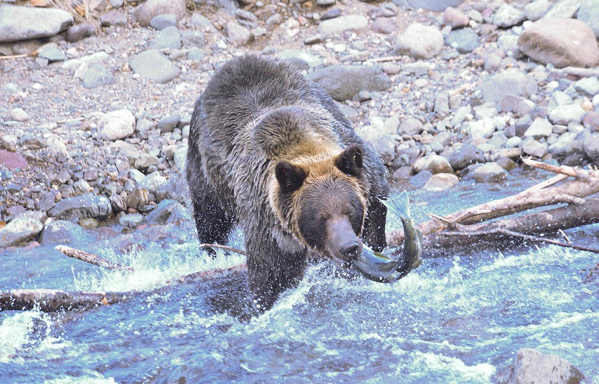 ルシャ地区を流れる川で鮭を獲るヒグマ　撮影：中西将尚