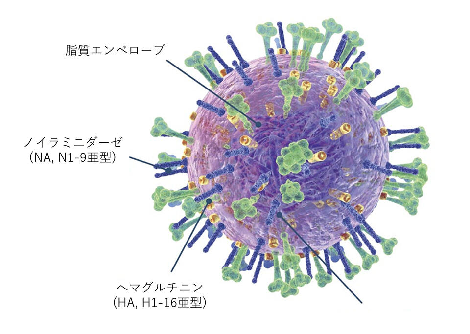 ウイルスの表面にはヘマグルチニン（HA）とノイラミニダーゼ（NA）糖タンパク質突起がある