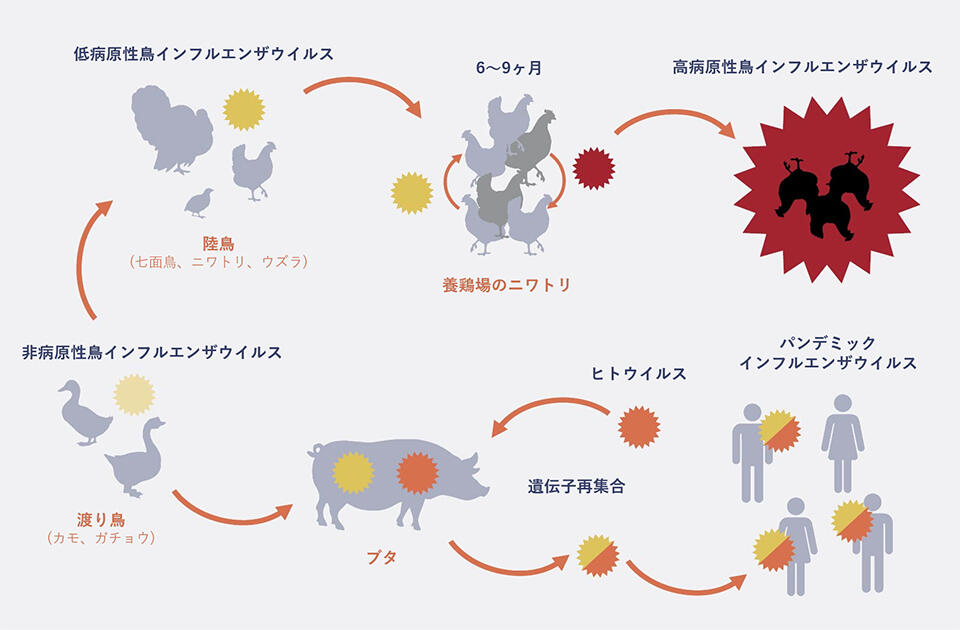 鳥とヒトのウイルス遺伝子再集合体が生まれる仕組み