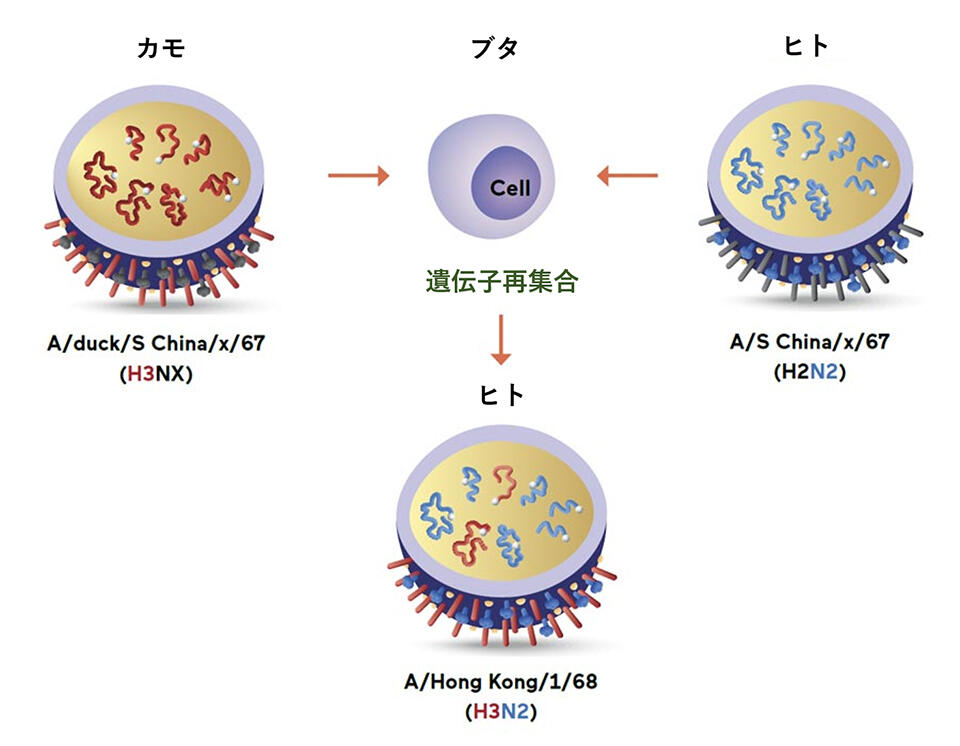 カモによって運ばれた鳥インフルエンザウイルス(H3NX)がアヒルやガチョウを介してブタに感染し、同時にヒトのH2N2型のインフルエンザに感染したことで、1968年の香港かぜのパンデミックインフルエンザウイルスが産生されたことを示す。