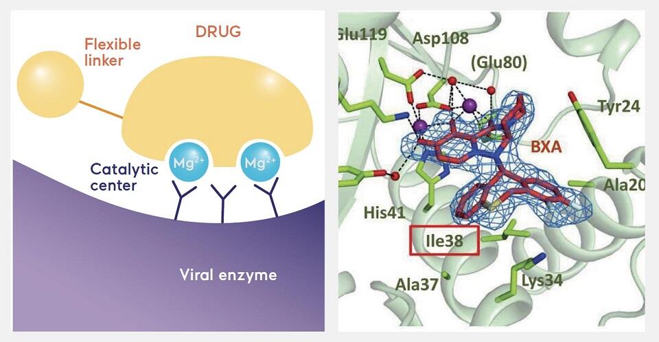 CENなどウイルスの主要な酵素の活性中心には2つのメタル（マグネシウム）が存在する。抗インフルエンザ薬のゾフルーザはこの2つのメタルに結合し、ウイルスの酵素の活動を抑制する。（Scientific Reports (2018)8:9633）右のイラストでは、薬の化合物は中央の赤い部分で、2つのメタルは紫で表示されている