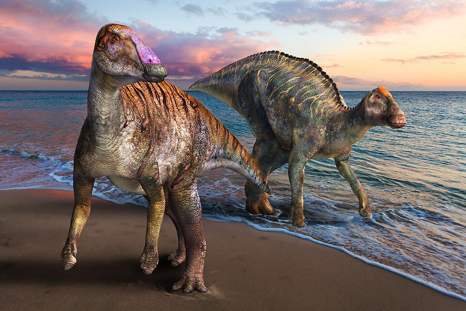 淡路島から発見されたヤマトサウルス（左）と同時代の北海道に生息していたカムイサウルス（右）の復元画。<span>©️</span>服部雅人