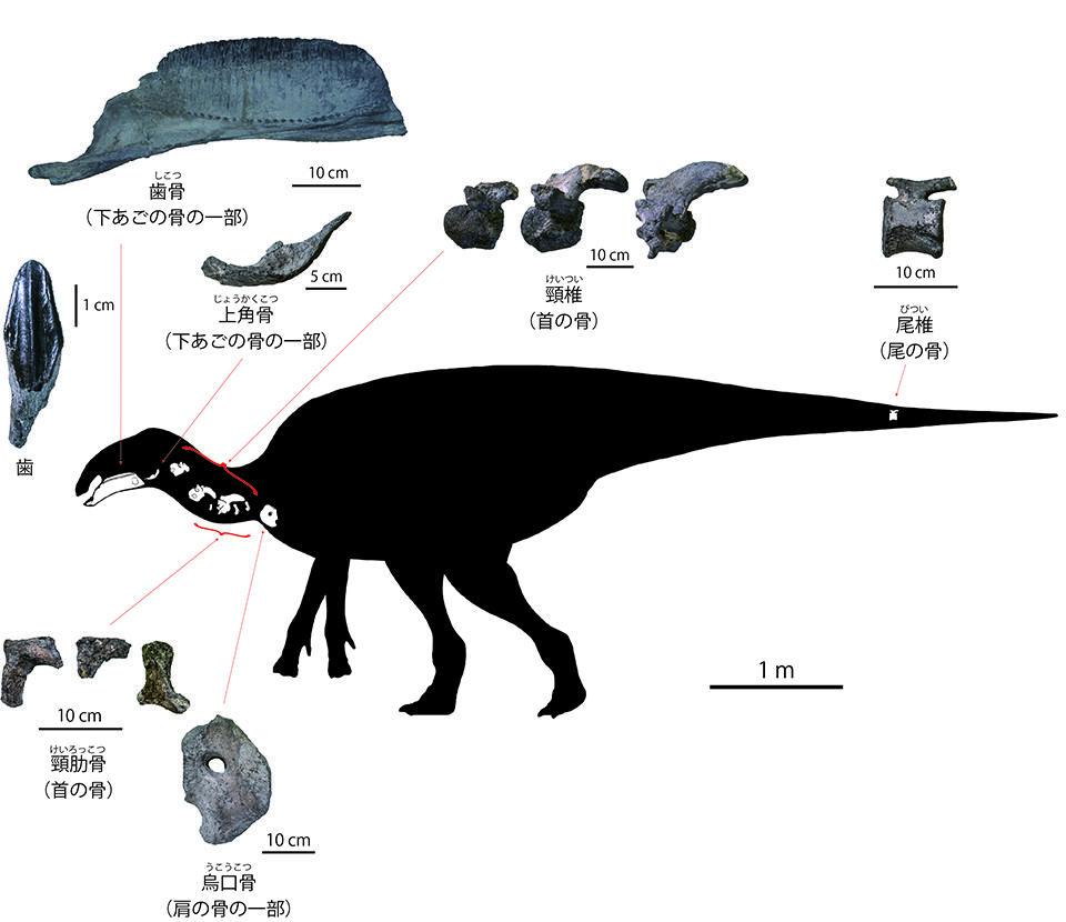 ヤマトサウルスの発見された部位（ヤマトサウルスのシルエット<span>©️</span>増川玄哉）