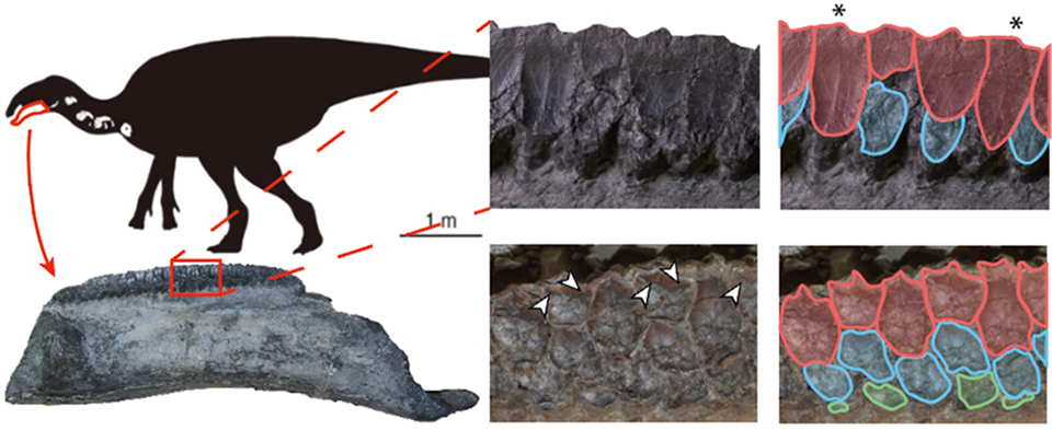 歯の特徴を示した図。ヤマトサウルスのシルエット（左上）（<span>©️</span>増川玄哉）と発見された歯骨（左下）。右下の他のハドロサウルス科（コリトサウルス）の歯と比べると、機能歯が<span>1</span>本しか無いこと（アスタリスク）、分岐稜線（放射状に入っている溝のような構造）が無く凹凸が少ないことが分かる