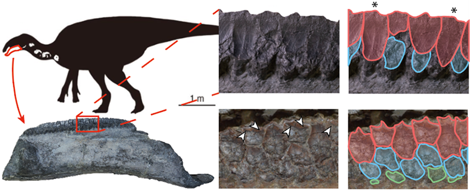 歯の特徴を示した図。ヤマトサウルスのシルエット(左上)(<span>©️</span>増川玄哉)と発見された歯骨(左下)。右下の他のハドロサウルス科(コリトサウルス)の歯と比べると、機能歯が<span>1</span>本しか無いこと(アスタリスク)、分岐稜線(放射状に入っている溝のような構造)が無く凹凸が少ないことが分かる