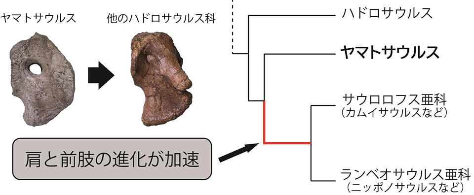 ヤマトサウルスの肩の骨(左)と、系統関係の概略図(右)