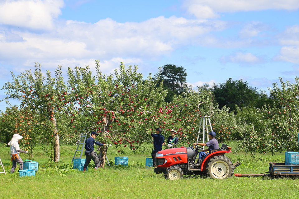 余市果樹園での実習風景。リンゴの収穫実習の様子。一つ一つ丁寧に手で収穫している。農場生産や教育研究活動には、技術職員たちの活躍が欠かせない