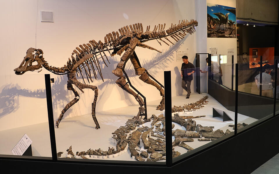 カムイサウルスの全身骨格標本の実物（手前）と実物標本をかたどって制作したレプリカ（奥）（国立科学博物館で開催された恐竜博<span>2019</span>会場にて　撮影：創成研究機構 菊池 優）