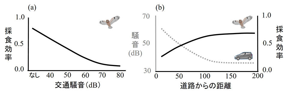 （a）交通騒音の大きさとフクロウ類の採食効率の関係（b）道路からの距離と交通騒音の大きさ（提供：先崎理之 助教）