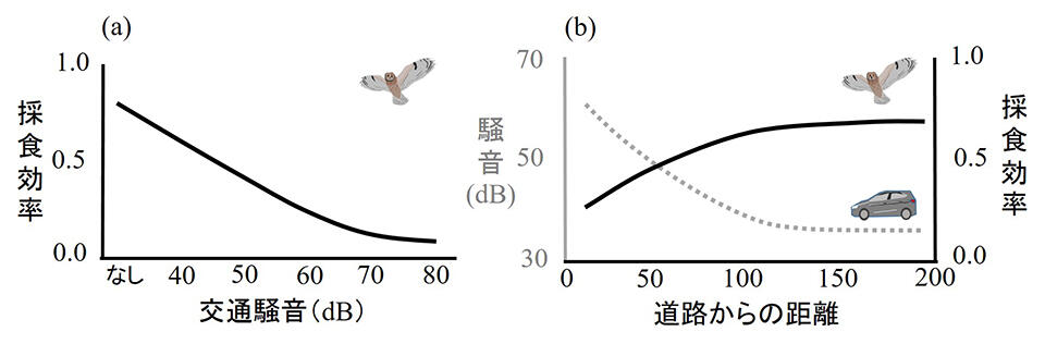 (a)交通騒音の大きさとフクロウ類の採食効率の関係(b)道路からの距離と交通騒音の大きさ(提供:先崎理之 助教)