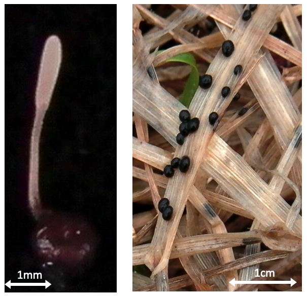 不凍タンパク質を産出する菌類の一つである、イシカリガマのホタケ（種複合体）。左は子実体、右の黒い粒子は菌核（提供：八戸工業大学　星野保さん）