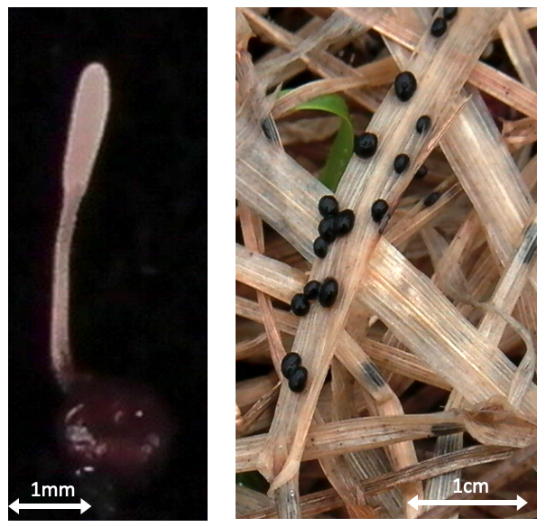 不凍タンパク質を産出する菌類の一つである、イシカリガマのホタケ(種複合体)。左は子実体、右の黒い粒子は菌核(提供:八戸工業大学 星野保さん)