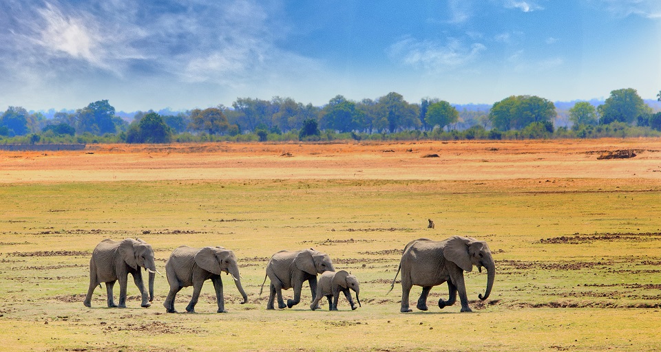 南ルアンワ国立公園、ザンビア、南アフリカの開けた平原を歩くアフリカゾウ ©️ paula french/Shutterstock
  