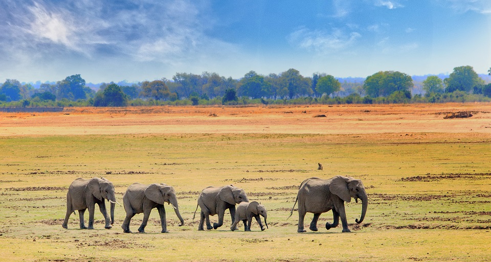南ルアンワ国立公園、ザンビア、南アフリカの開けた平原を歩くアフリカゾウ ©️ paula french/Shutterstock