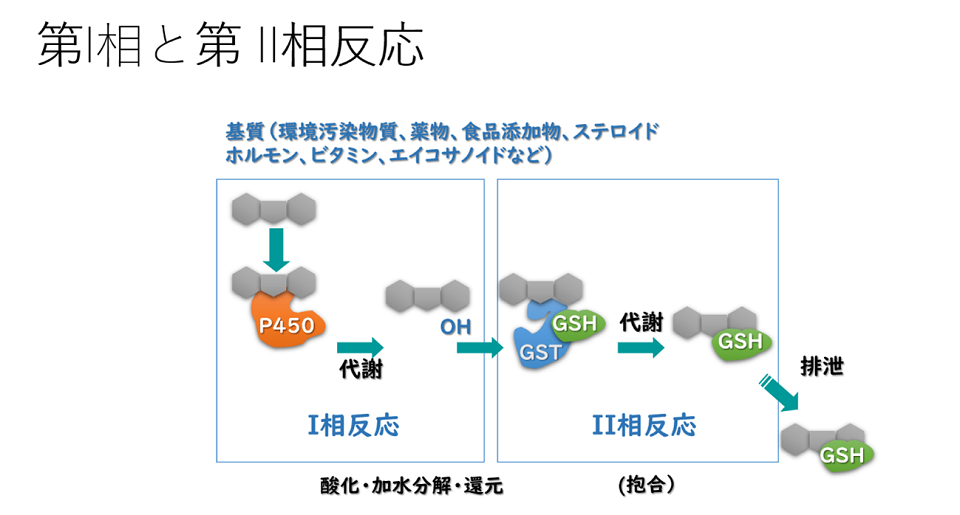 体内に入った化学物質を解毒酵素が代謝する過程。一般的に、第I相反応でシトクロムP450などにより酸化や還元反応を受け、第II相反応で抱合酵素により抱合されて水溶性を増す