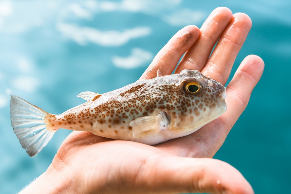 フグはテトロドトキシンという末梢神経に作用する猛毒を持つ ©️ De Visu/Shutterstock