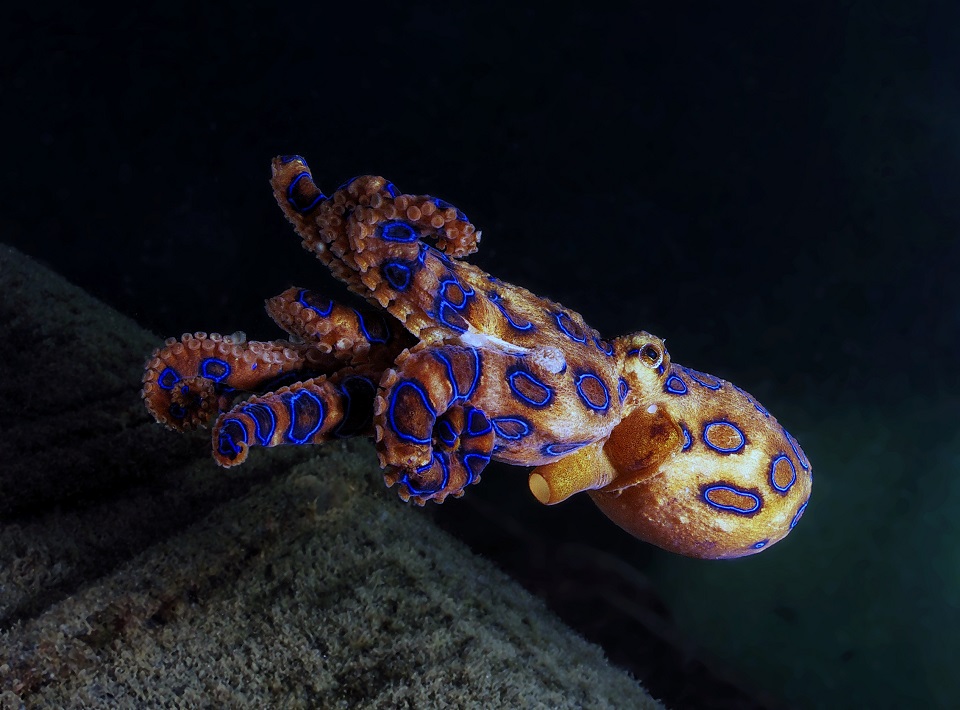 ヒョウモンダコ。体長10センチほどで、フグと同じ毒テトロドトキシンを持つ
  ©️ YUSRAN ABDUL RAHMAN/Shutterstock
 