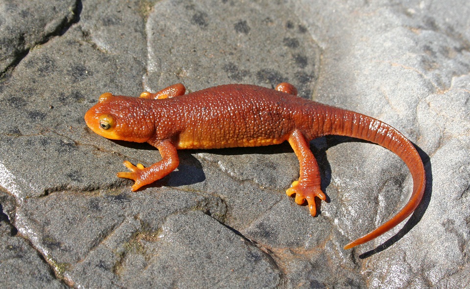 保身のためフグと同じ毒を持つカリフォルニアイモリ ©️ Creeping Things/Shutterstock