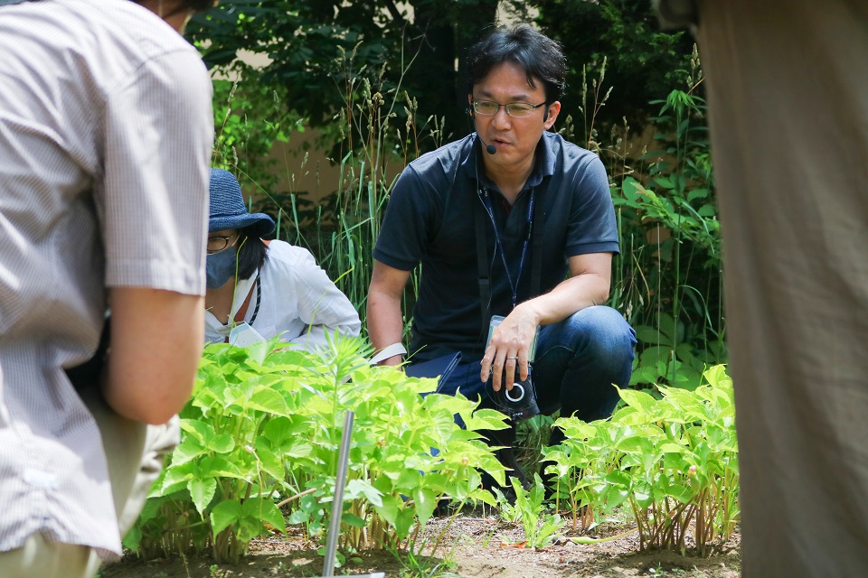 ガイドツアーで薬草について説明する薬用植物園長 脇本敏幸 教授