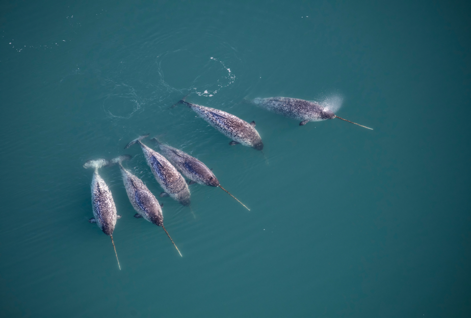 グリーンランド沖に佇むイッカクの群れ（2019年撮影、提供：Carsten Egevang 氏）
