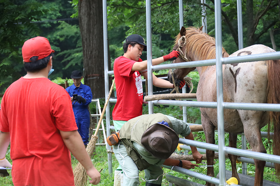 放牧前に馬の体重などを測定