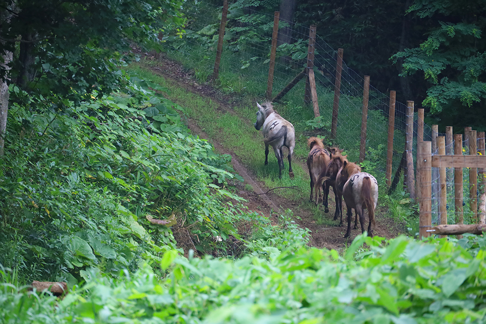 放牧地の山を駆け登っていく道産子たち