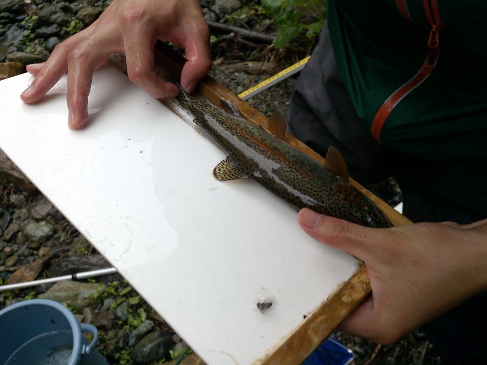 ニジマスの叉長を測る様子（北海道上川町）（撮影：ホルヘ・ガルーシア・モリノス 准教授）