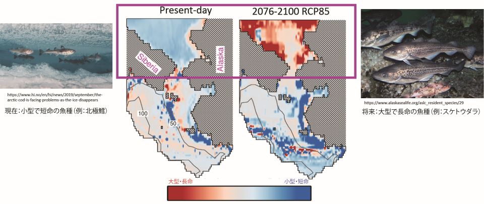 温暖化が最も進むシナリオ（RCP85）における現在（1993-2017年）と将来（2076-2100）の魚類の分布【図中キャプション：現在：小型で短命の魚種（例：北極鱈）将来：大型で長命の魚種（例：スケトウダラ）】