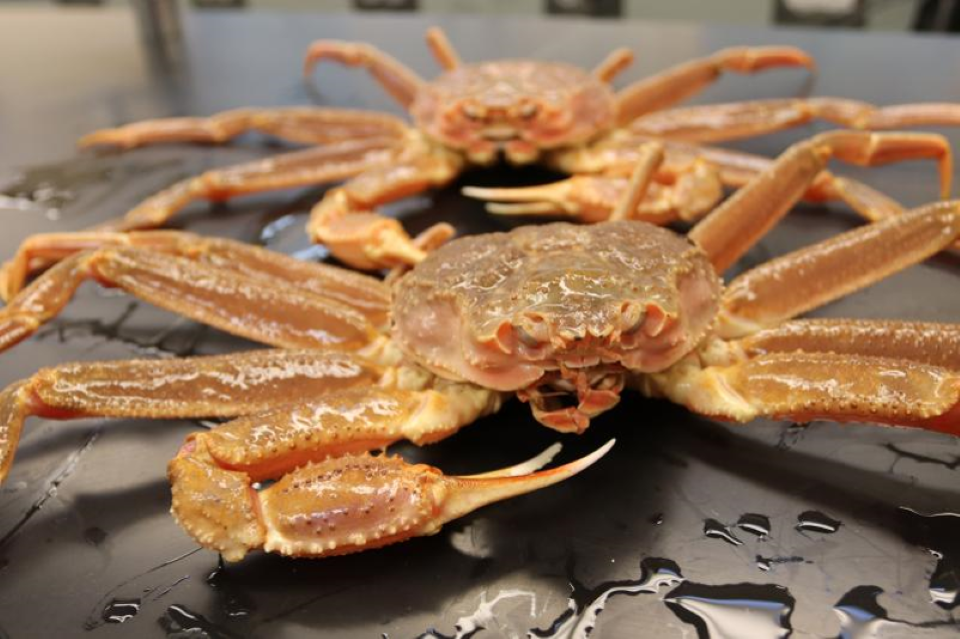 ベーリング海で採られたズワイガニ(提供:NOAA Fisheries 氏)