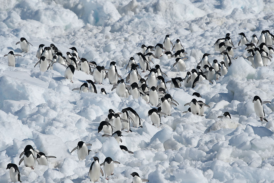 アデリーペンギンの群れの様子（撮影：小野 技術専門職員）