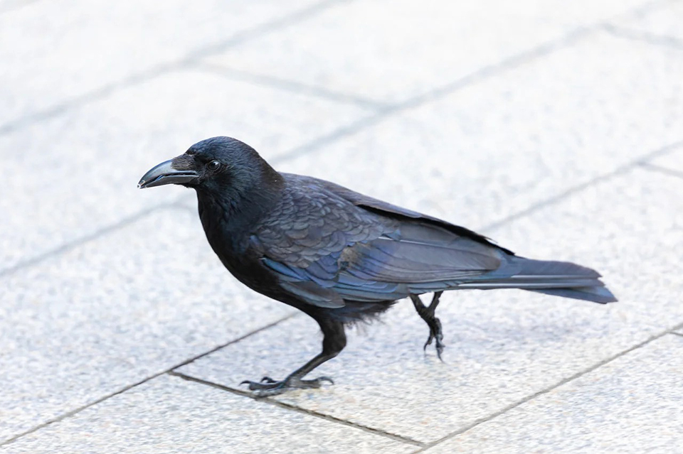 カラスは外見からはオス・メスの区別がつきにくく、社会性を研究したかった相馬准教授の研究対象は変遷していった(写真:フリー素材ぱくたそ)
