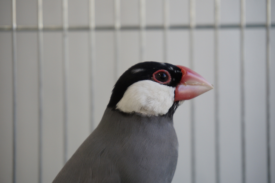 目の周り（アイリング）が赤くなっている文鳥（提供：相馬 准教授）