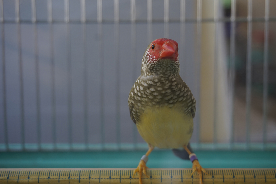 研究のために飼っているコモンチョウ(提供:相馬 准教授)