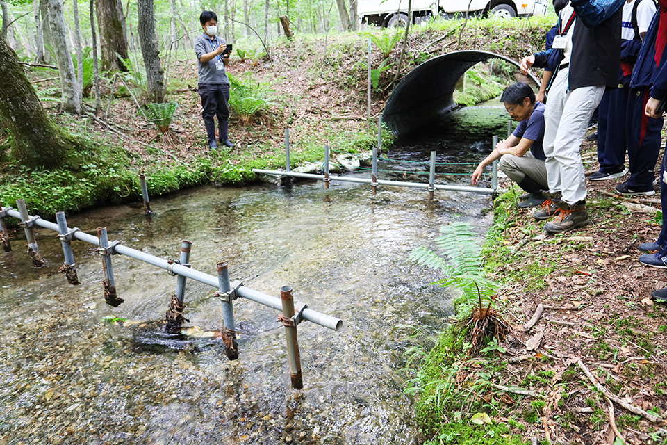 苫小牧研究林内を流れる幌内川では、ICチップを用いてサクラマスの個体追跡を行い、海に行く個体と川にとどまる個体の生活史などを調査している