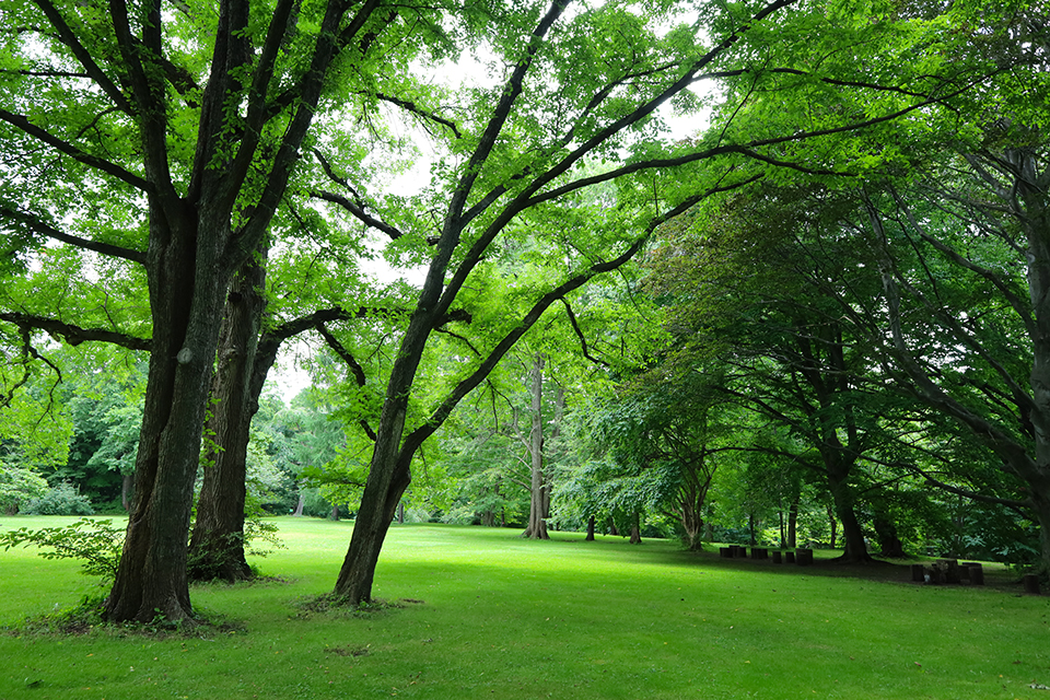 札幌の中心部にありながらも広大な敷地を有する北海道大学植物園