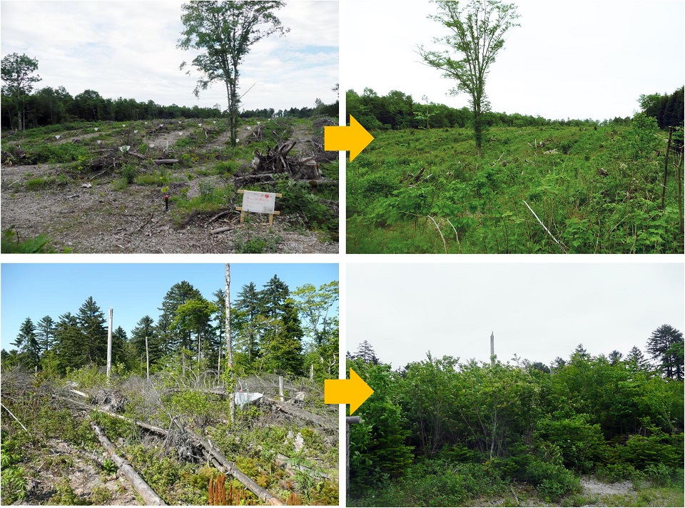 北海道千歳国有林における暴風被害後の森林再生。倒木を運び出し植樹した場合（上段）よりも、倒木などのバイオロジカルレガシーを残置した場合（下段）の方が15年後の再生は進んでいた。（提供：森本淳子 准教授）