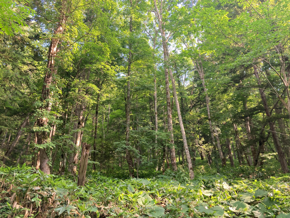 北海道でみられる典型的な針広混交林。（提供：森本淳子 准教授）