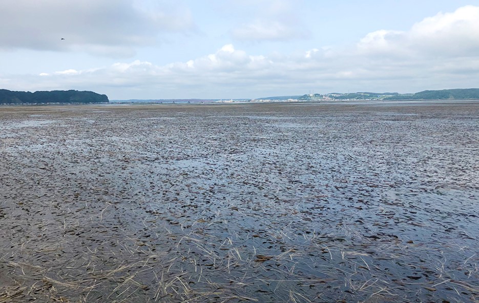 厚岸湖のアマモ。海藻や海草など海洋植物にも、陸上の植物と同様に光合成により大気中の二酸化炭素を有機物に変換し、炭素を貯蔵する機能がある（提供：厚岸臨海実験所）