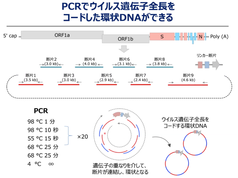 PCR法を活用した人工的にウイルスを合成する技術。1回目のPCRでウイルスゲノムの断片を増幅し、2回目のPCRではリンカー断片を加えることでゲノム断片を環状につなげる。